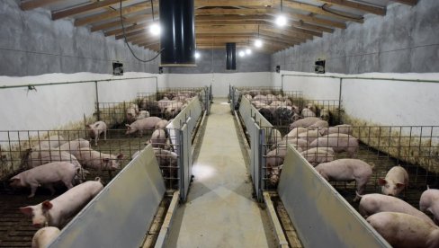 ПАНДЕМИЈА И РАТ ПРАЗНЕ ОБОРЕ: Удружење за сточарство предлаже да подстицаји за млеко и месо да буду изједначени