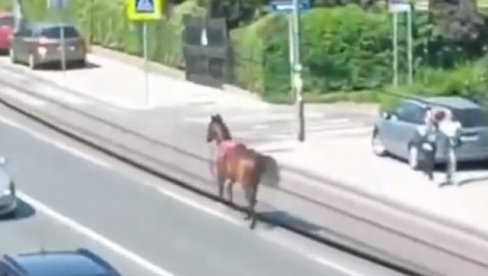 NEVEROVATNA SCENA U BEOGRADU: Odbegli konj jurio prometnom ulicom (VIDEO)