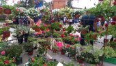 ČETRNAESTI PO REDU: Za vikend Festival cveća u Požarevcu