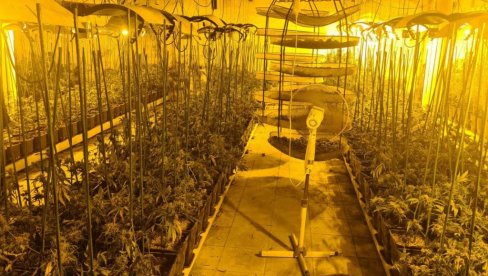 PALA KRIMI-GRUPA U OBRENOVCU: Policija pronašla laboratoriju za proizvodnju marihuane - zaplenjeni droga, novac, pet automobila (FOTO/ VIDEO)