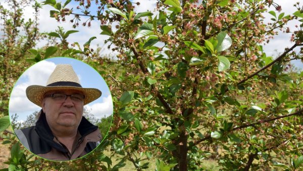 ТРЕСАЧ  МЕЊА 60 БЕРАЧА: Модерни воћњак Стајића из Крушара