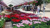 CVETNI VIKEND U SMEDEREVU: Na Gradskom trgu 13. Prolećni sajam cveća i meda (FOTO)