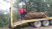 И ОСТАЦИ МАМУТА НА ДНУ РЕКЕ САВЕ: Сремскомитровачко ронилачко друштво Жута фока из Саве израња древна дебла, још из времена Сирмијума