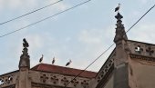 ЈАТО РОДА ОДУШЕВИЛО ВРШЧАНЕ: Птице се у сутон поређале по стубовима католичке цркве