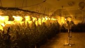 РАЗБИЈЕНА КРИМИНАЛНА ГРУПА: Откривене лабораторије марихуане у Старим Бановцима и Батајници (ВИДЕО)
