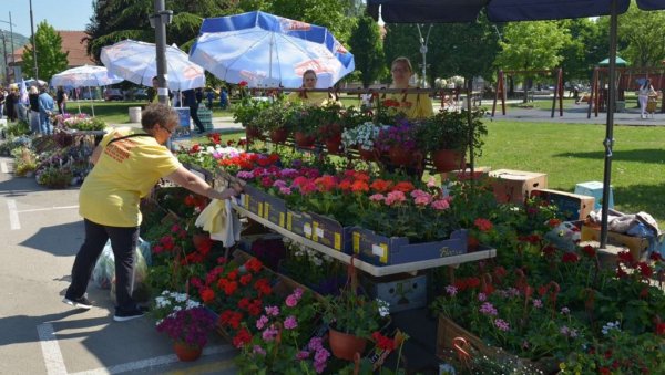 ПРОФИТ ОД САДНОГ МАТЕРИЈАЛА: Фестивал цвећа у Трстенику – зарађују од цвећа и лековитог биља