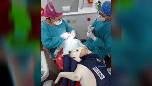 PRELEPA PRIČA: Pas postao asistent zubara i pomaže deci da se oslobode straha (FOTO)