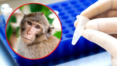 POTVRĐENO: Prvi slučaj majmunskih boginja u ovoj evropskoj zemlji