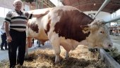 VELIŠA MILJENIK NAJMLAĐIH POSETILACA: Bik težak 1,7 tona atrakcija 89. Međunarodnog poljoprivrednog sajma (FOTO)