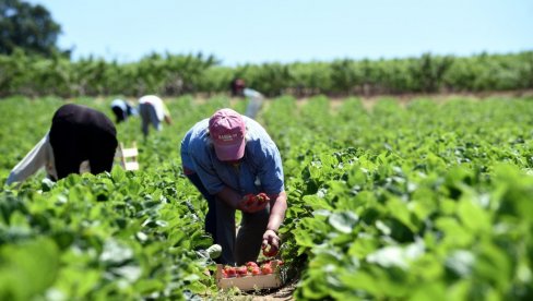 ЗАРАДА 180.000: Ово су најплаћенији сезонски послови у Србији