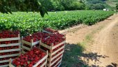 JAGODA IMA, ALI BERAČA NI ZA LEK; Berba slatkih crvenih plodova u gročanskom selu Begaljica u punom jeku, ali ima i teškoća