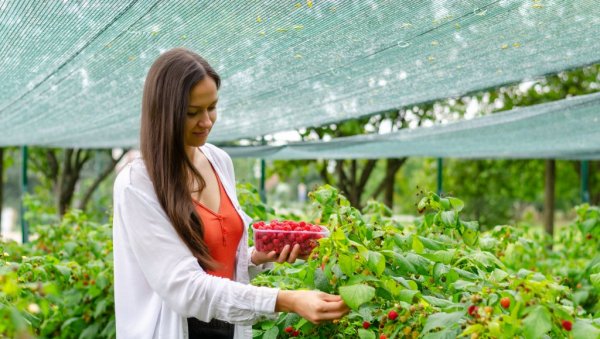 БАШТА ПУНА ЗДРАВЉА: Јелена Поповић (28) из Бачког Маглића успешно узгаја органско воће и поврће