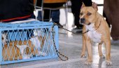 ZA OPASNOG PSA OBAVEZNA KORPA: Sve je više neodgovornih vlasnika kućnih ljubimaca