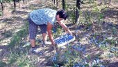 НЕМА КО ДА ОРЕЖЕ ВОЋЕ! Српска се годинама суочава са недостатком радне снаге у области пољопривреде