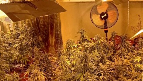 ВЕЛИКО ХАПШЕЊЕ У ЈАГОДИНИ: Откривена лабараторија марихуане, ухапшено пет особа, заплењено 500 биљака (ФОТО)