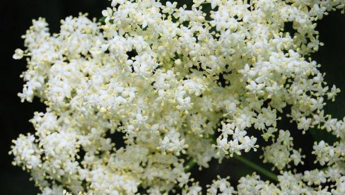 MIRISNA LETNJA POSLASTICA: Domaći džem od zove