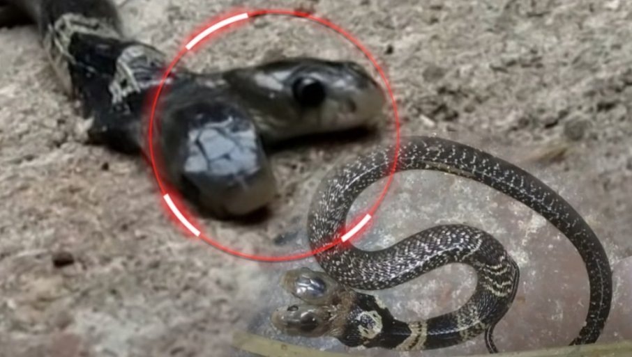 VERUJU DA PREDSKAZUJE KATASTROFU: Pojavila se vučja zmija - dva jezika u dve glave koje jedna drugoj otimaju hranu (FOTO)