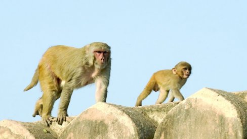 INDIJA PRONAŠLA REŠENJE ZA MAJMUNE: Ovako će makaki biti oterani tokom samita G20