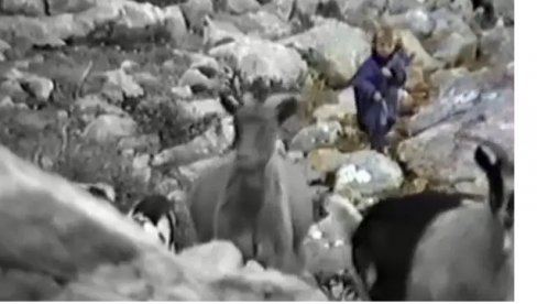 IKONA REALA, A NEKADA PASTIR U KRAJINI: Luka Modrić je sa pet godina branio koze od vukova i prkosio zverima (VIDEO)