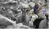 IKONA REALA, A NEKADA PASTIR U KRAJINI: Luka Modrić je sa pet godina branio koze od vukova i prkosio zverima (VIDEO)