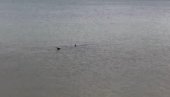 УЗБУНА У ХРВАТСКОЈ: На Јадрану се појавили морски пси, са доласком туриста биће их све више (ВИДЕО)