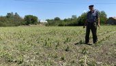 SEJALI DA PREŽIVE, SAD BERU SAMO MUKU:  Poljoprivrednici prekomoravskih sela kod Trstenika očajni posle gradonosne oluje