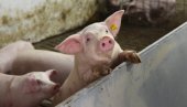 САНИРАНО ПЕТ ЖАРИШТА: Афричка куга свиња у Ченти (ФОТО)
