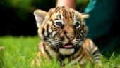 FOTOGRAFISANJE SA TIGRIĆIMA: U subotu i nedelju u Zoološkom vrtu Tigar u Jagodini
