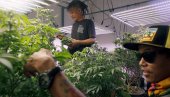 ПОДЕЛА МИЛИОН САДНИЦА КАНАБИСА: Тајланд легализовао марихуану у медицинске сврхе