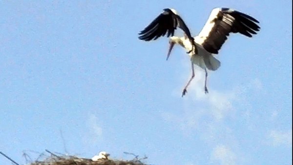 РОДЕ БАШ ВОЛЕ ДА ЖИВЕ У ТАРАШУ: Банатско село посветило један дан великим белим птицама по којима је познато
