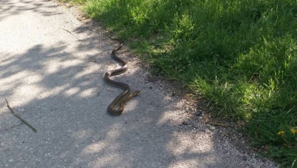 ГМИЗАВАЦ НАДОМАК ОСНОВНЕ ШКОЛЕ: У Добоју паника због појаве змија у граду и околини