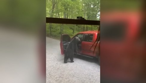 НЕВЕРОВАТНА СЦЕНА: Гладни медвед упао у аутомобил (ВИДЕО)