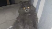 DUGODLAKI MAČAK NESTAO U KOTEŽU: Ko nađe Žileta - 500 evra
