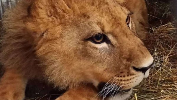 ВИШЕ НИЈЕ СИМБА - САД ЈЕ НИКОЛА Младунче лава пронађеног у Будви траснпортовано у Холандију