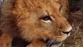 PREKO HOLANDIJE STIŽE U AFRIKU: Nakon pet meseci boravka, lavić napušta Crnu Goru