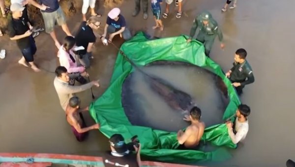 КАПИТАЛАЦ ОД 300 КИЛОГРАМА: Пун месец, највећа слатководна риба на свету, уловљена у реци Меконг (ФОТО/ВИДЕО)