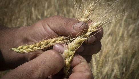 UN TVRDE: Belorusija dozvolila Ukrajini tranzit žita preko svoje teritorije