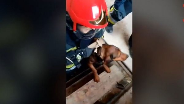 ПОМАЖУ И ЖИВОТИЊАМА: Пас упао у дубок подрум, хумани ватрогасци га спасли (ВИДЕО)