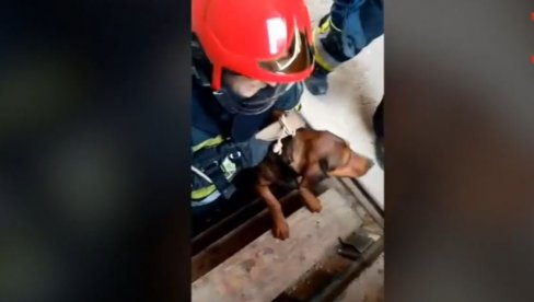 POMAŽU I ŽIVOTINJAMA: Pas upao u dubok podrum, humani vatrogasci ga spasli (VIDEO)