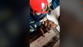 POMAŽU I ŽIVOTINJAMA: Pas upao u dubok podrum, humani vatrogasci ga spasli (VIDEO)