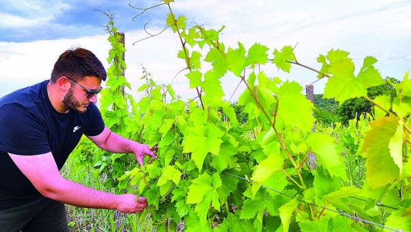ОД РОГЉЕВА ПРАВИ СРПСКУ ТОСКАНУ: Преселио се из Италије у Србију и подигао хектаре винограда