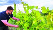 OD ROGLJEVA PRAVI SRPSKU TOSKANU: Preselio se iz Italije u Srbiju i podigao hektare vinograda