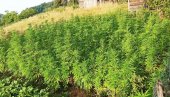 ПОЛИЦИЈА ПОБРАЛА 440 СТАБЉИКА: У околини Дервенте откривена плантажа марихуане