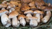 THE SISTER OF THE PATIENT POISONING WITH MUSHROOMS COMMUNICATED: The findings are bad, she is in serious condition - here's which mushroom is suspected