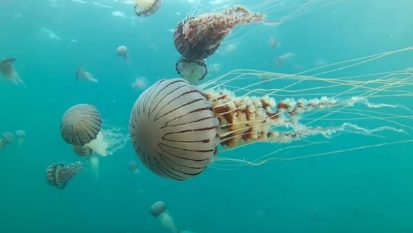 Шта у случају ако вас опече медуза или убоде морски јеж?