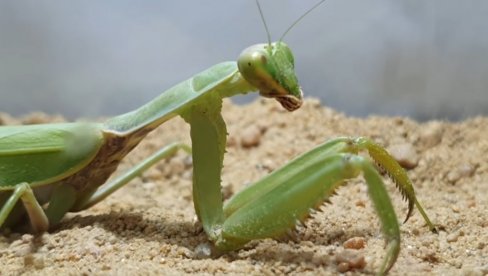 СВЕ ЧЕШЋЕ ВИЂАТЕ БОГОМОЉКЕ? Стручњаци открили разлог: Безопасне су, нема разлога за страх и панику