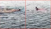 (УЗНЕМИРУЈУЋИ ВИДЕО) Ајкула у Хургади жени откинула руку и ногу - несрећна жена преминула