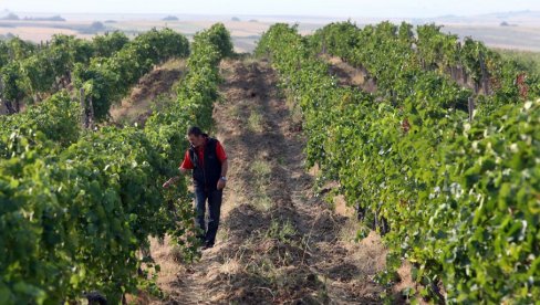 ITALIJAN SA SRPSKIM PASOŠEM ULAŽE U NAŠE VINOGRADE: Poznati svetski vinar dobija državljanstvo naše zemlje