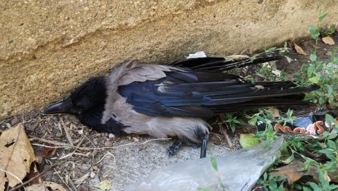 UPOZORENJE DRUŠTVA ZA ZAŠTITU PTICA: Ne uzimajte bolesne vrane, zaražene su virusom Zapadnog Nila