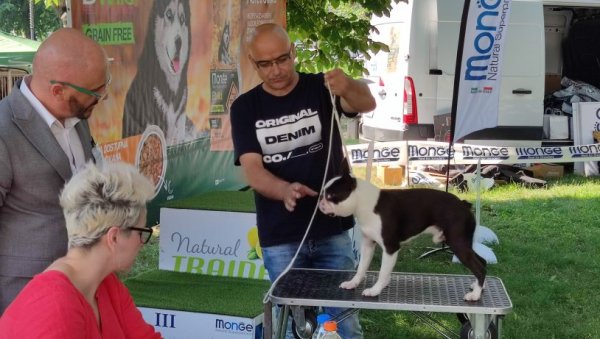 ЧАК 62 РАСЕ: У Пироту одржана изложба паса